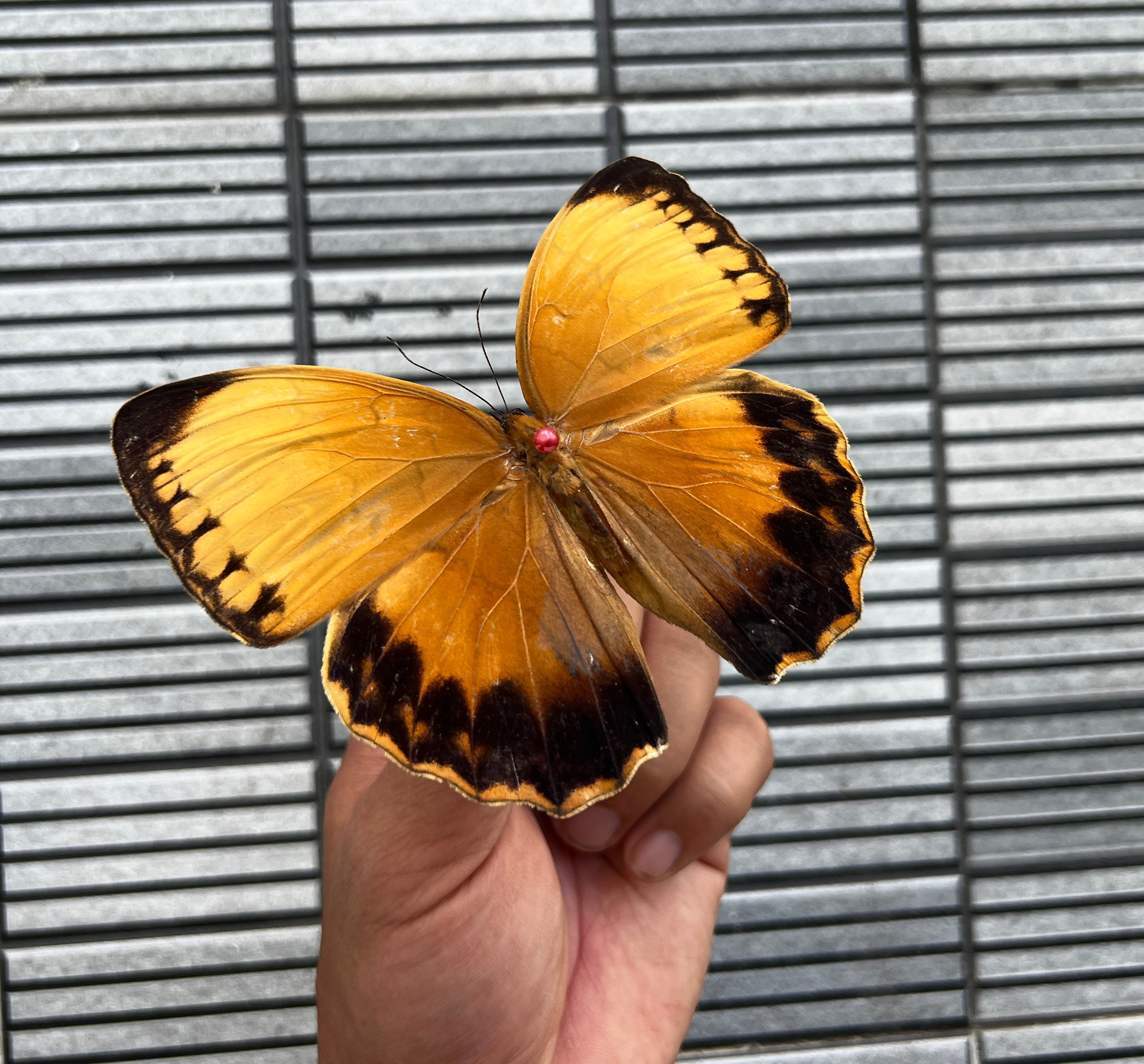 Real Orange Butterfly Specimens Unmounted Dried Insect Beetle Spread Taxidermy Collections