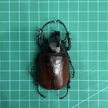 Five-Horned Rhinoceros Beetle Eupatorus gracilicornis – Real Preserved Beetle Specimen Open Wings