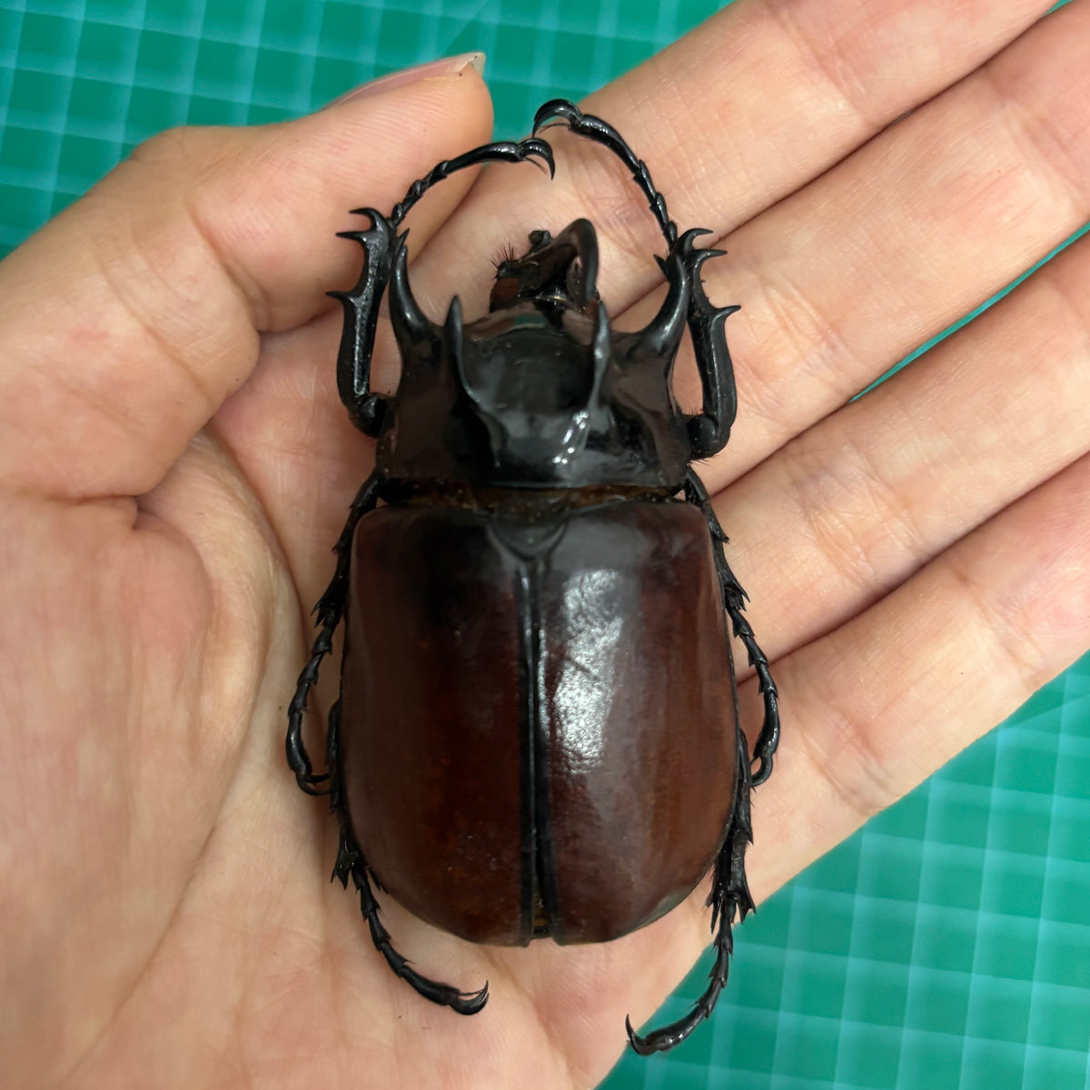 Five-Horned Rhinoceros Beetle Eupatorus gracilicornis – Real Preserved Beetle Specimen Open Wings
