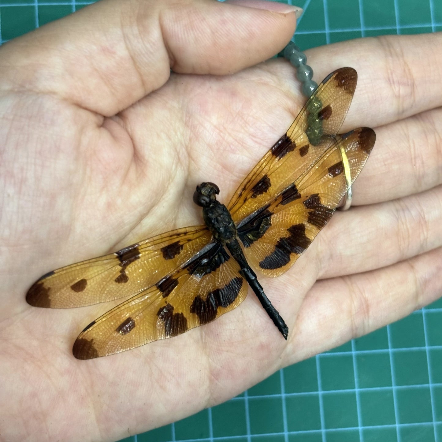 Real Yellow Dragonfly Specimen, Rhyothemis variegata Male, Pinned Dried Insect Taxidermy, Entomology Specimen, Bug Art Collection