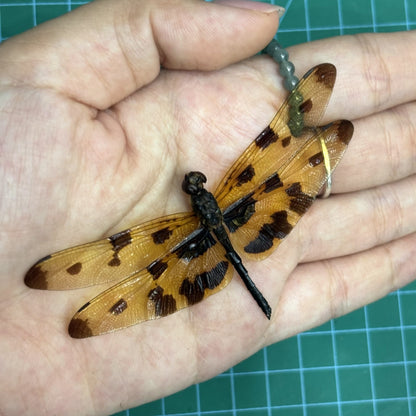 Real Yellow Dragonfly Specimen, Rhyothemis variegata Male, Pinned Dried Insect Taxidermy, Entomology Specimen, Bug Art Collection