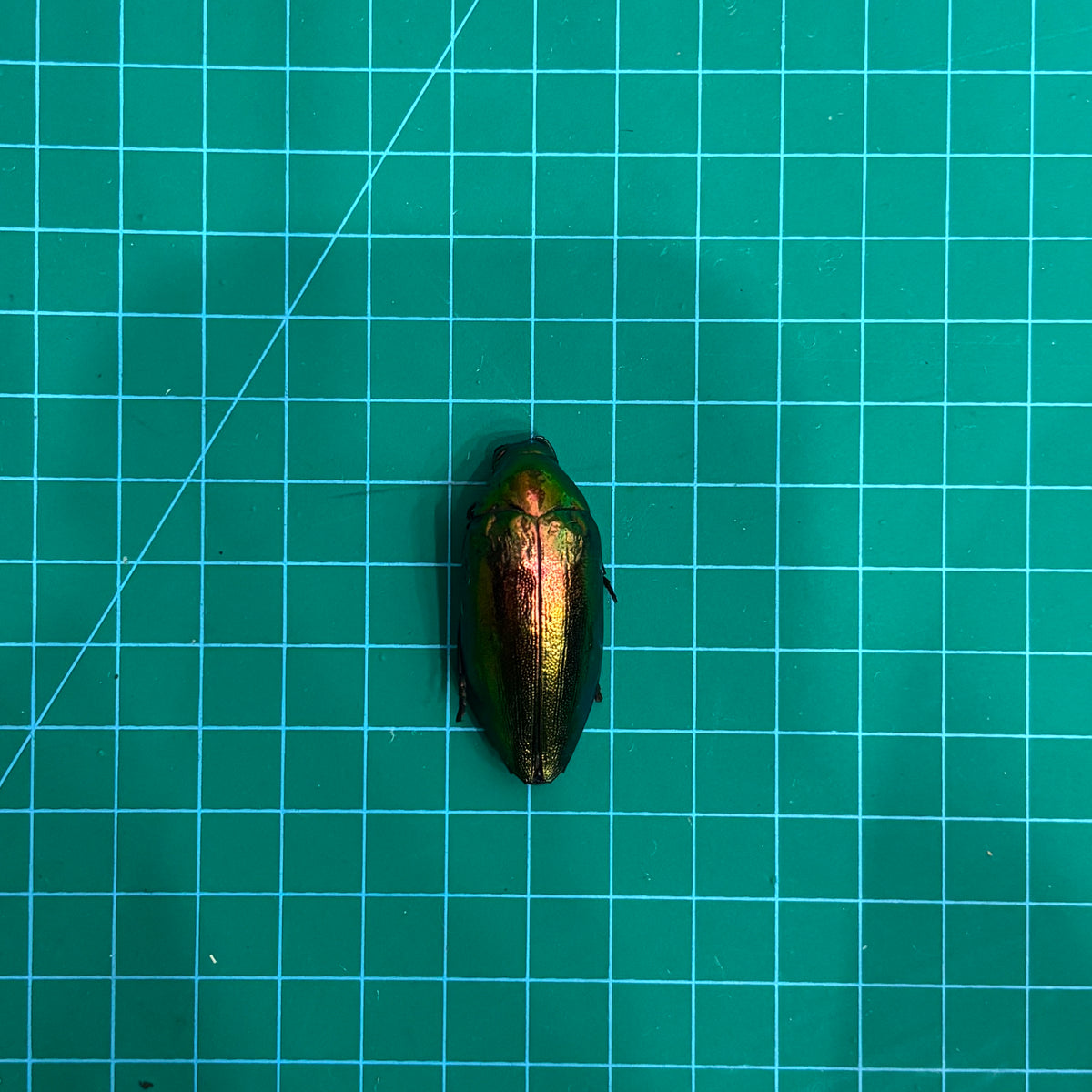 Green Jewel Beetle Sternocera aequisignata – Real Preserved Beetle Specimen