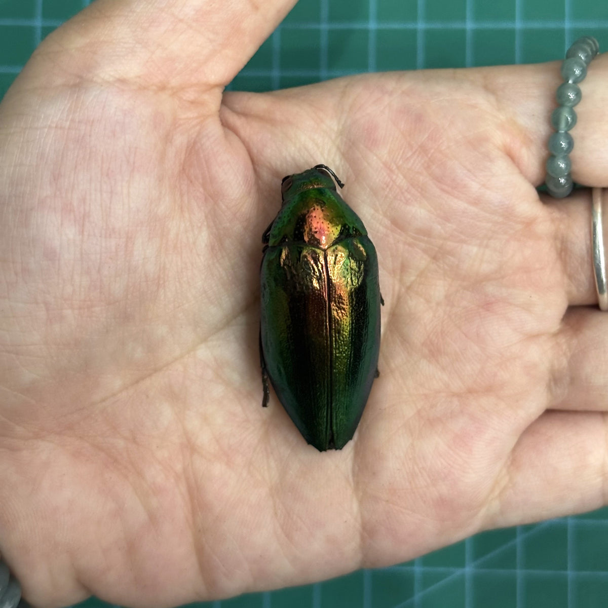 Green Jewel Beetle Sternocera aequisignata – Real Preserved Beetle Specimen