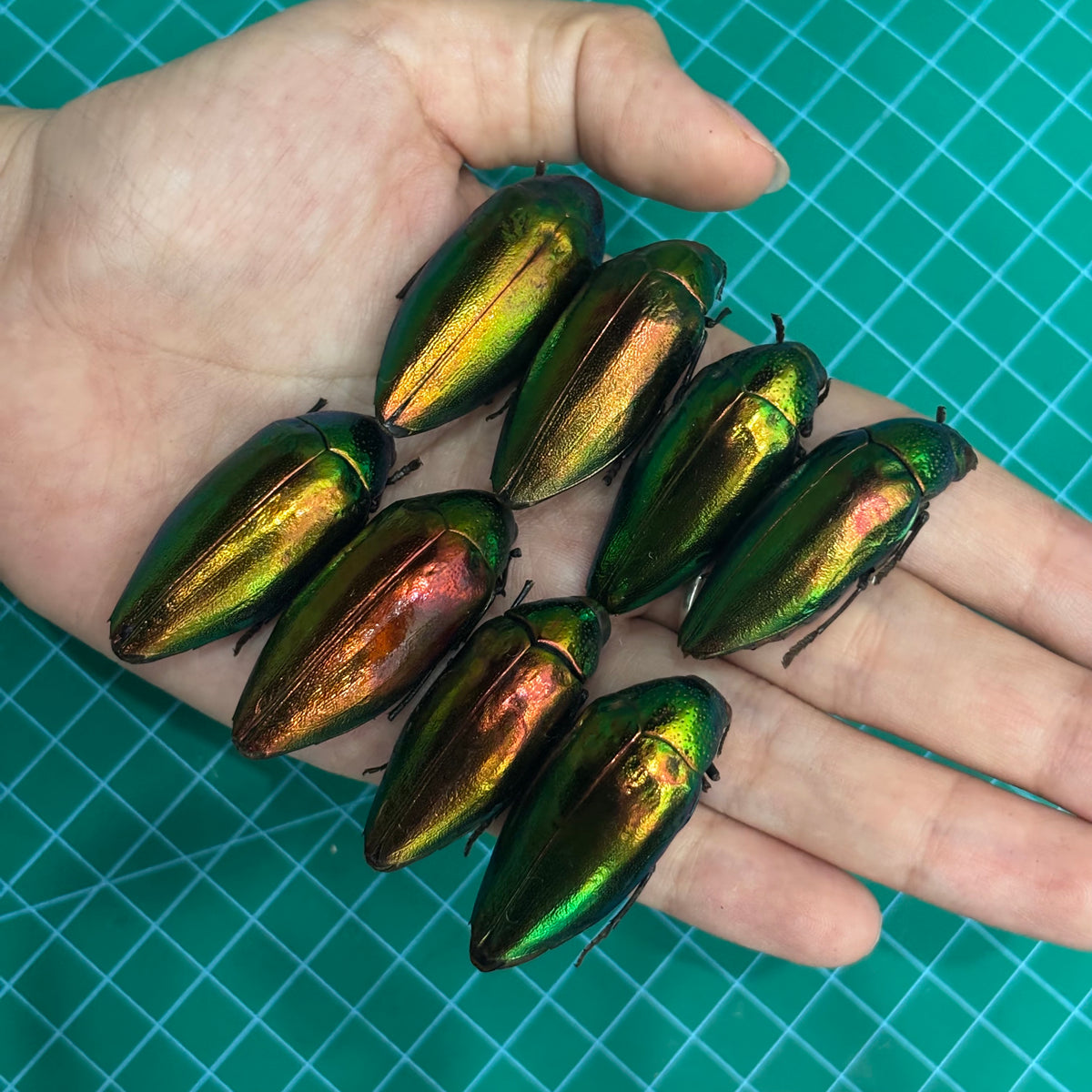 Green Jewel Beetle Sternocera aequisignata – Real Preserved Beetle Specimen