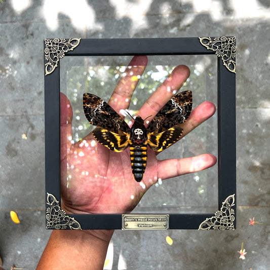 Real Death Head Moth Acherontia Entomology Framed