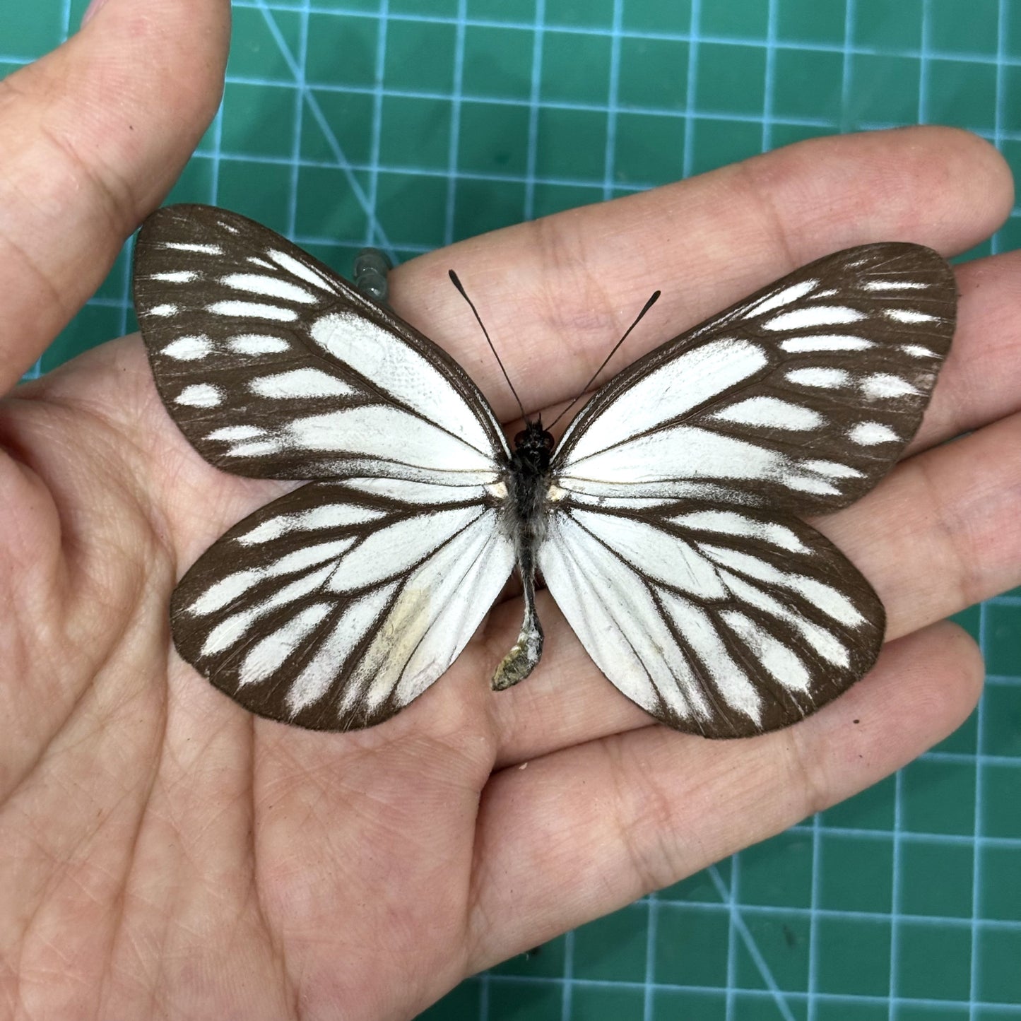 Real Butterfly Dried Specimen Spread Wings White Brown Insect Display