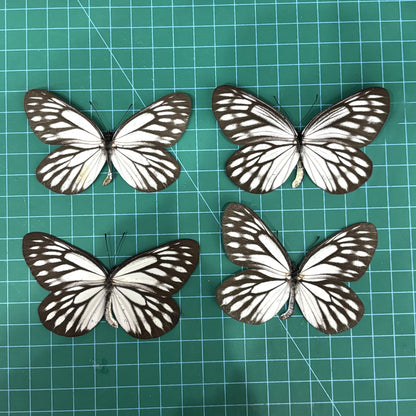 Real Butterfly Dried Specimen Spread Wings White Brown Insect Display