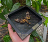 Real Death Head Moth Acherontia Black Frame Skull Butterfly Handmade Shadow Box Insect Oddity K18-01-NEM