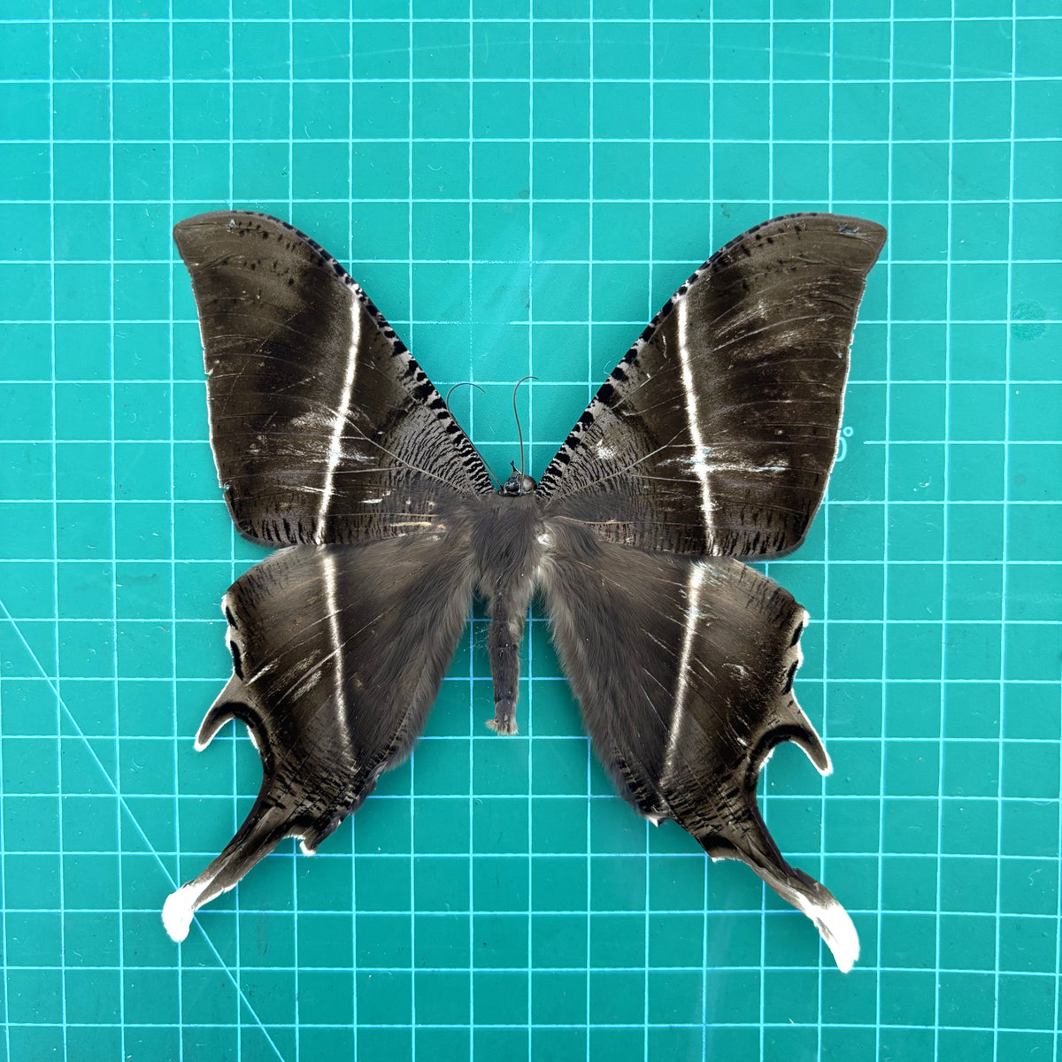 Giant Tropical Swallowtail Moth, Moth Taxidermy Open wings, Real Insect Entomology Display, Décor