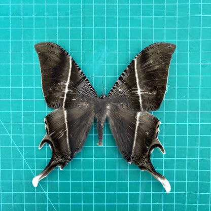 Giant Tropical Swallowtail Moth, Moth Taxidermy Open wings, Real Insect Entomology Display, Décor