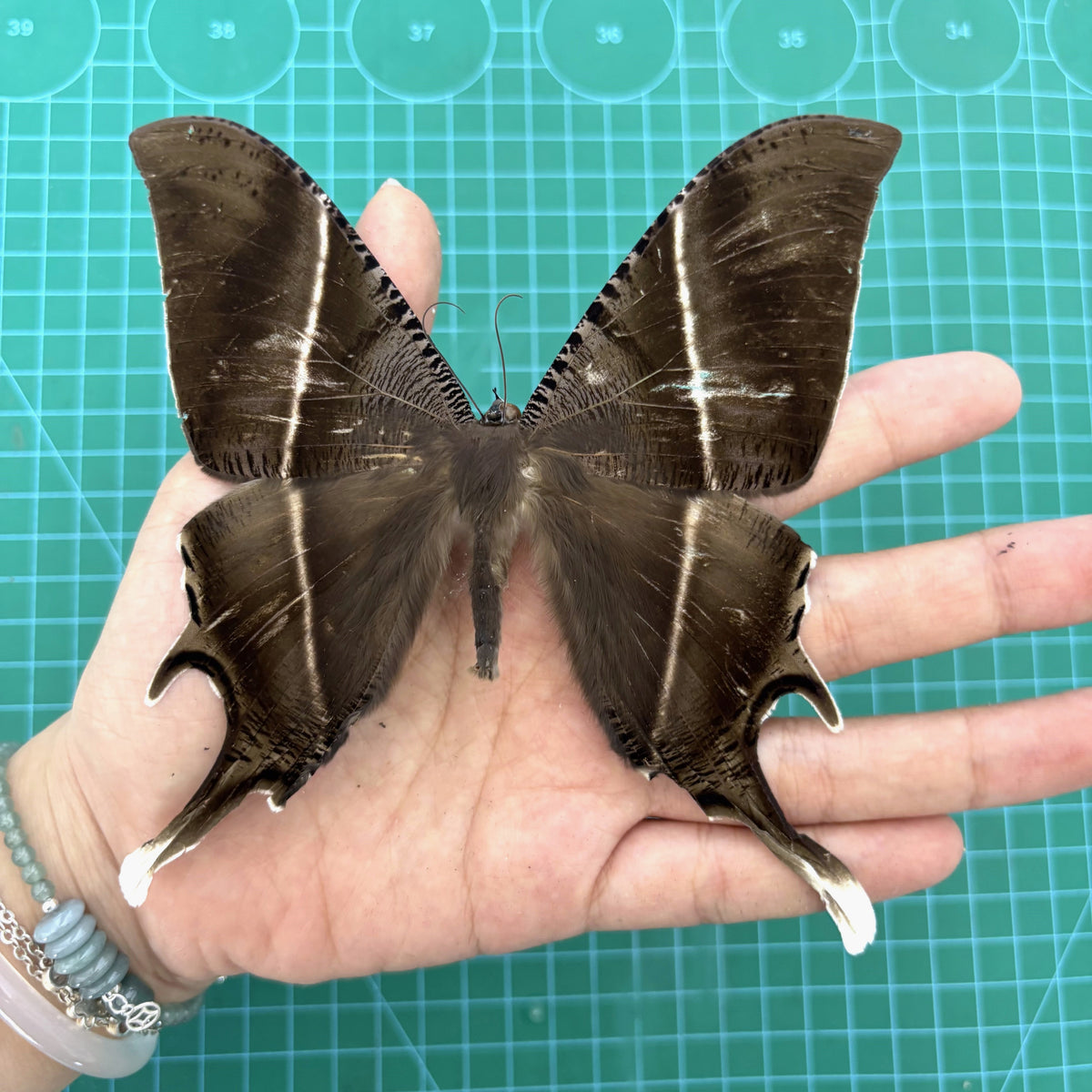Giant Tropical Swallowtail Moth, Moth Taxidermy Open wings, Real Insect Entomology Display, Décor