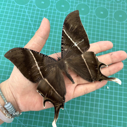 Giant Tropical Swallowtail Moth, Moth Taxidermy Open wings, Real Insect Entomology Display, Décor