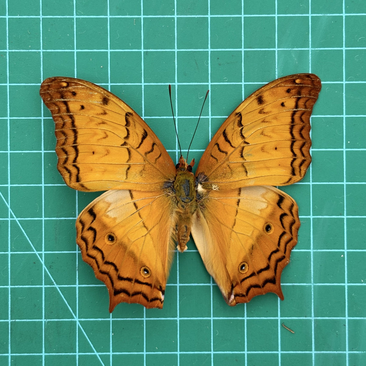 Real Orange Butterfly Specimen, Butterfly Taxidermy Open wings, Insect Entomology Display, Décor