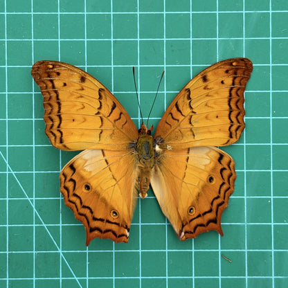Real Orange Butterfly Specimen, Butterfly Taxidermy Open wings, Insect Entomology Display, Décor