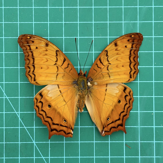 Real Orange Butterfly Specimen, Butterfly Taxidermy Open wings, Insect Entomology Display, Décor