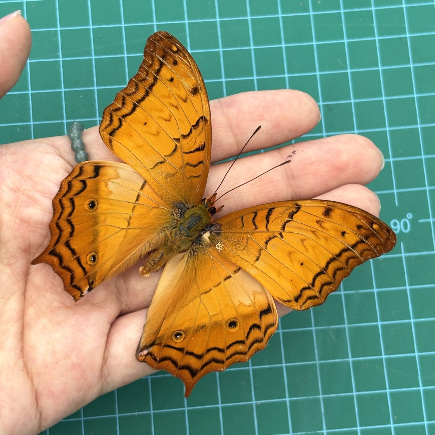 Real Orange Butterfly Specimen, Butterfly Taxidermy Open wings, Insect Entomology Display, Décor