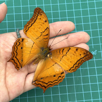 Real Orange Butterfly Specimen, Butterfly Taxidermy Open wings, Insect Entomology Display, Décor