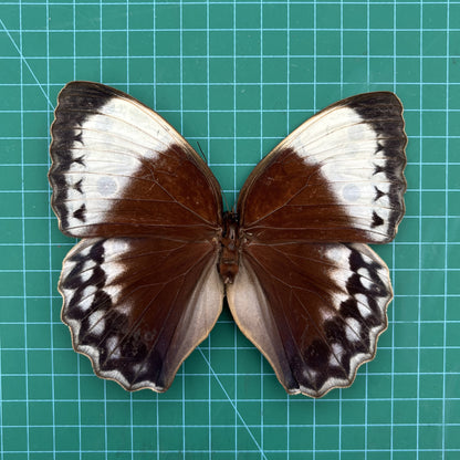 Real Jungle Queen Butterfly Specimen, Butterfly Taxidermy Open wings, Insect Entomology Display, Décor