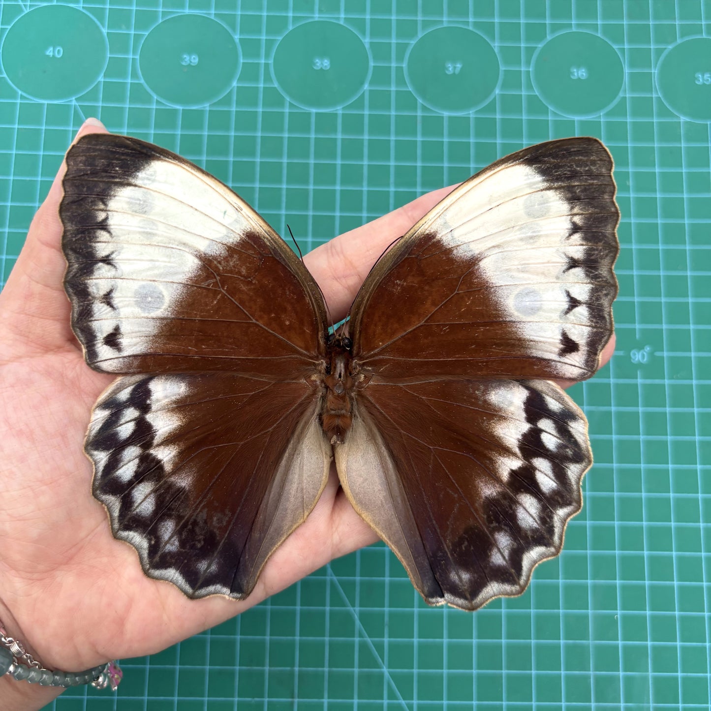 Real Jungle Queen Butterfly Specimen, Butterfly Taxidermy Open wings, Insect Entomology Display, Décor