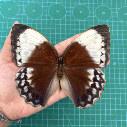 Real Jungle Queen Butterfly Specimen, Butterfly Taxidermy Open wings, Insect Entomology Display, Décor