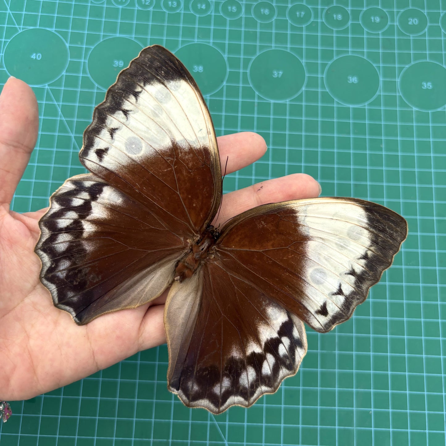 Real Jungle Queen Butterfly Specimen, Butterfly Taxidermy Open wings, Insect Entomology Display, Décor