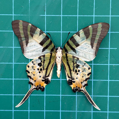 Real Butterfly Specimen, Five bar Swordtail Graphium antiphates, Butterfly Taxidermy Open wings, Insect Entomology Display, Décor