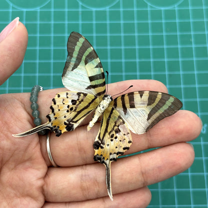 Real Butterfly Specimen, Five bar Swordtail Graphium antiphates, Butterfly Taxidermy Open wings, Insect Entomology Display, Décor
