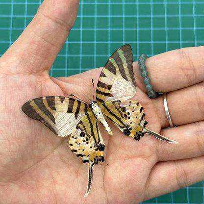 Real Butterfly Specimen, Five bar Swordtail Graphium antiphates, Butterfly Taxidermy Open wings, Insect Entomology Display, Décor