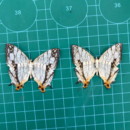 Real Butterfly Specimen, Map Butterfly Taxidermy Open wings, Insect Entomology Display, Décor