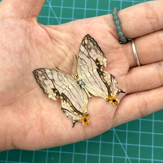 Real Butterfly Specimen, Map Butterfly Taxidermy Open wings, Insect Entomology Display, Décor