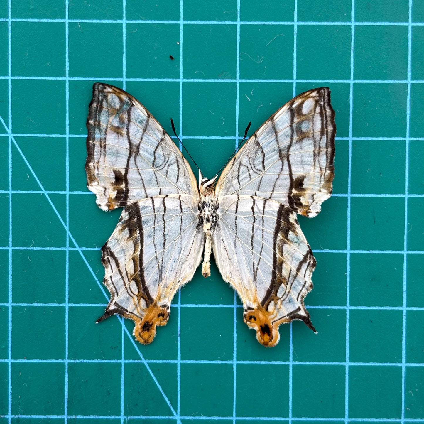 Real Butterfly Specimen, Map Butterfly Taxidermy Open wings, Insect Entomology Display, Décor