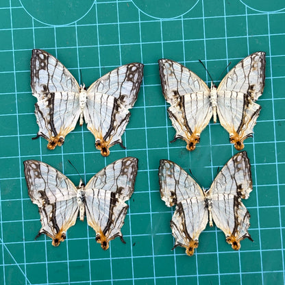 Real Butterfly Specimen, Map Butterfly Taxidermy Open wings, Insect Entomology Display, Décor