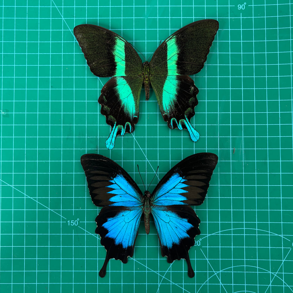 Real Papilio Blumei & Papilio Ulysses Butterflies, 2pcs Insect Specimen Spread Mounted Taxidermy for Display