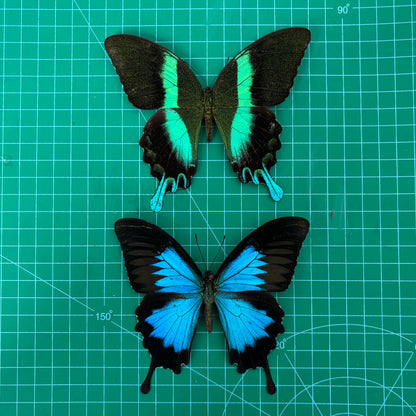 Real Papilio Blumei & Papilio Ulysses Butterflies, 2pcs Insect Specimen Spread Mounted Taxidermy for Display