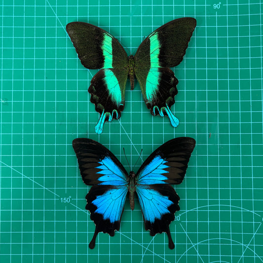 Real Papilio Blumei & Papilio Ulysses Butterflies, 2pcs Insect Specimen Spread Mounted Taxidermy for Display