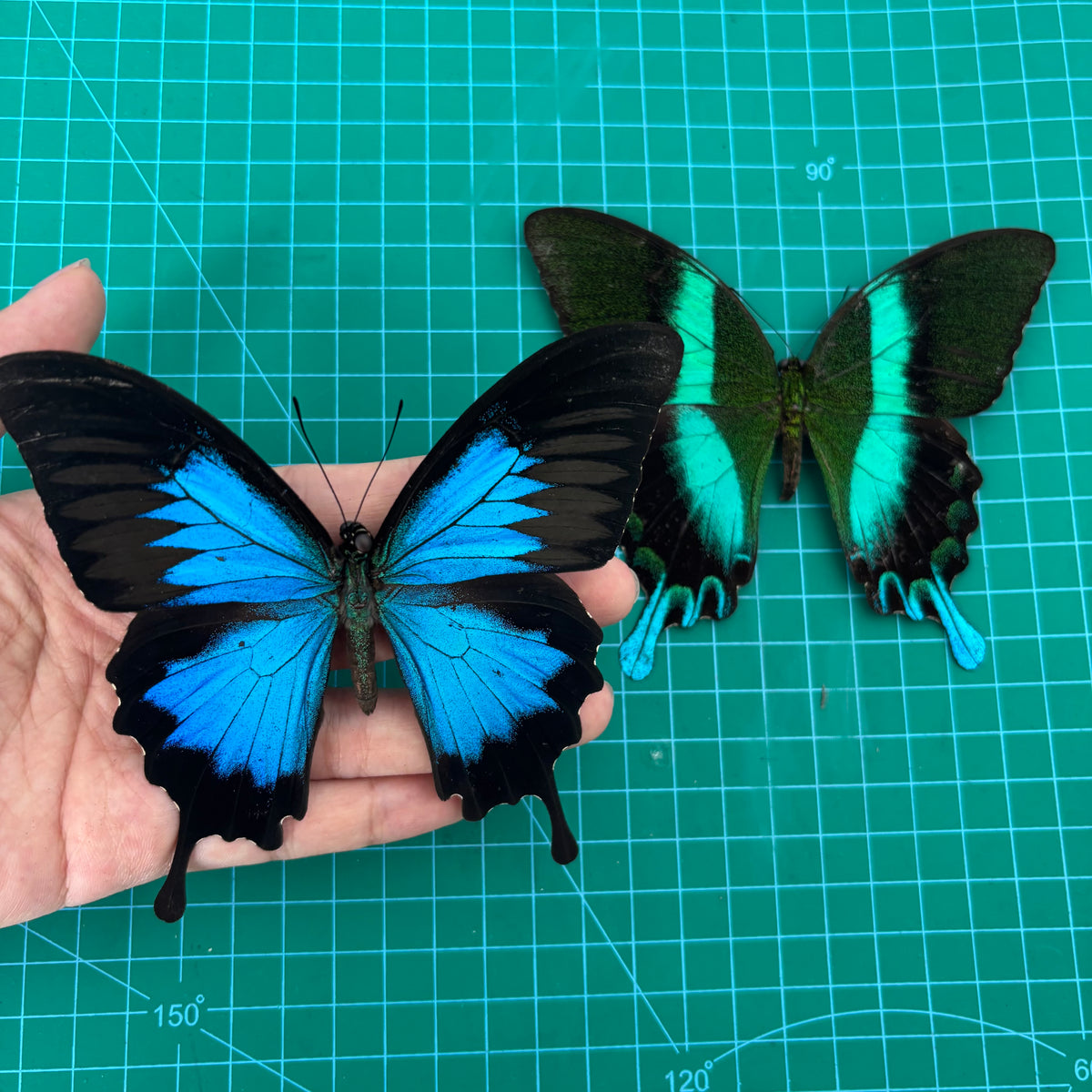 Real Papilio Blumei & Papilio Ulysses Butterflies, 2pcs Insect Specimen Spread Mounted Taxidermy for Display
