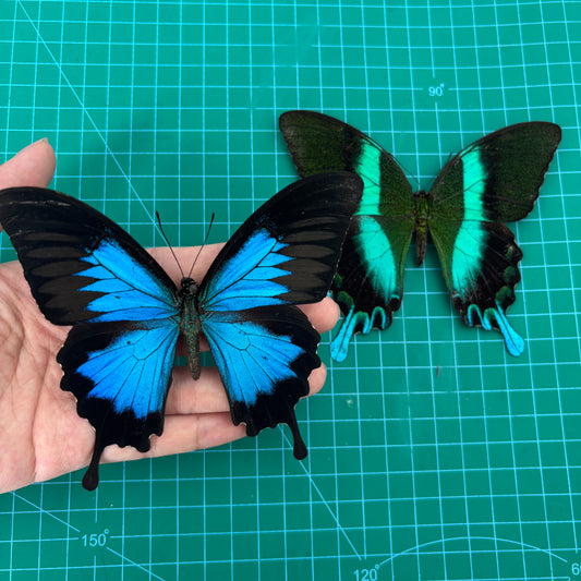 Real Papilio Blumei & Papilio Ulysses Butterflies, 2pcs Insect Specimen Spread Mounted Taxidermy for Display