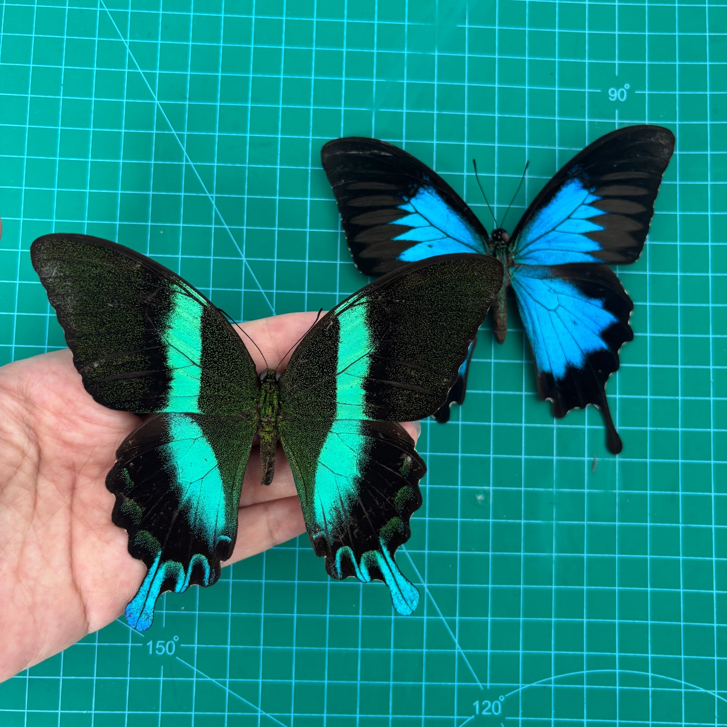 Real Papilio Blumei & Papilio Ulysses Butterflies, 2pcs Insect Specimen Spread Mounted Taxidermy for Display