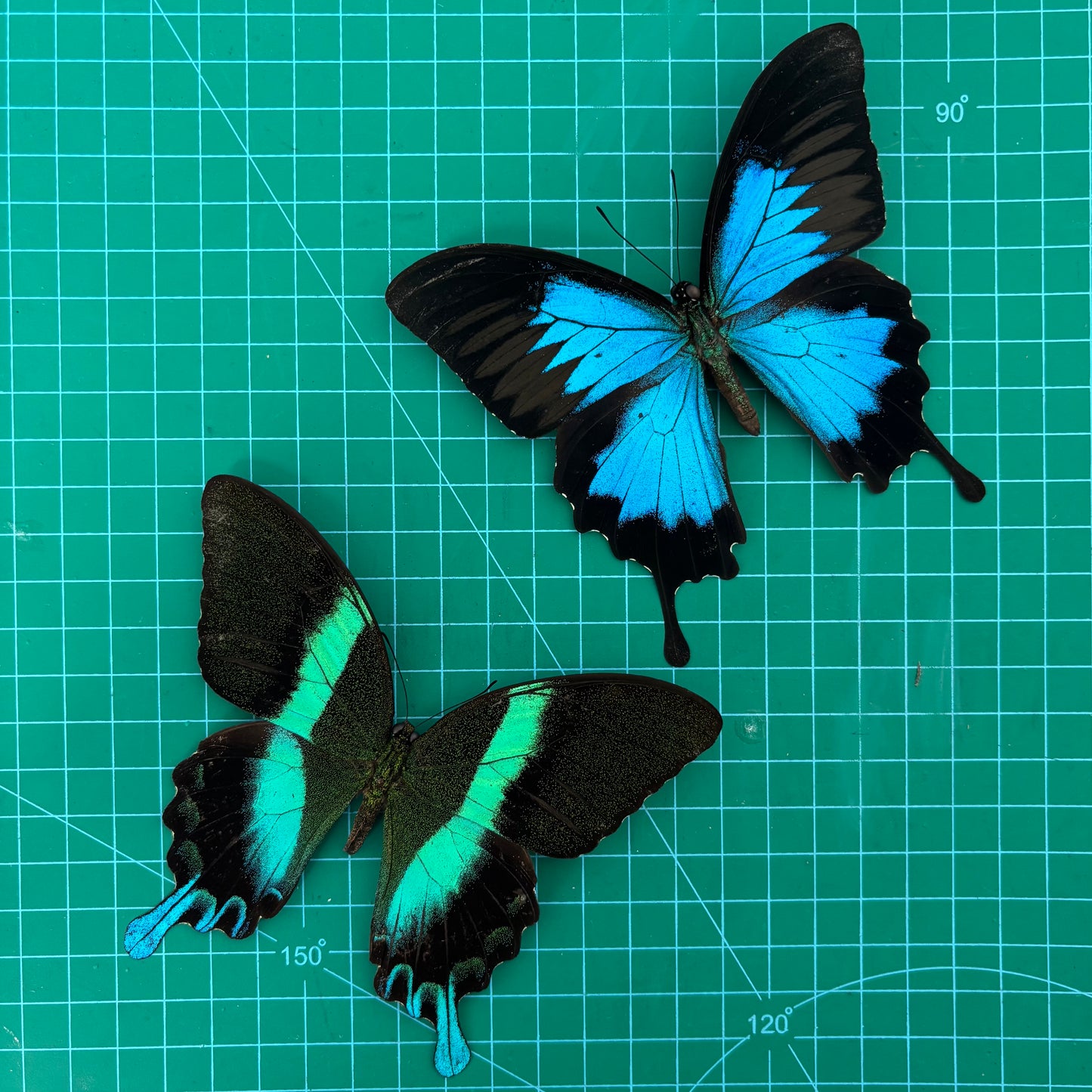 Real Papilio Blumei & Papilio Ulysses Butterflies, 2pcs Insect Specimen Spread Mounted Taxidermy for Display