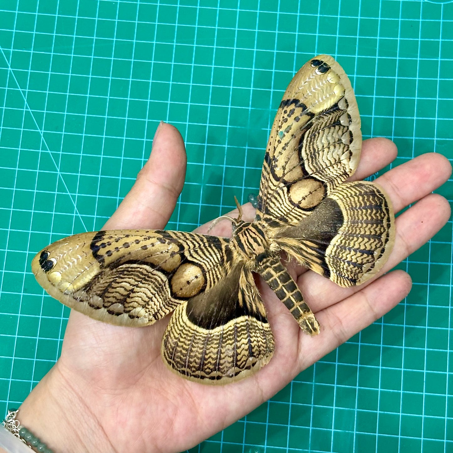 Brown Brahmin Moth, Moth Taxidermy Open wings, Real Insect Entomology Display, Décor