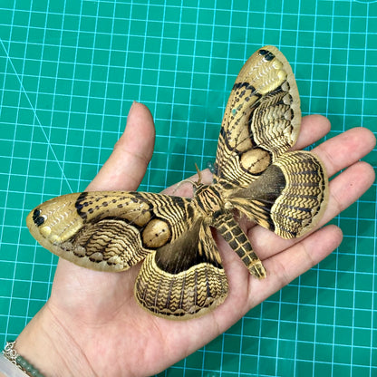 Brown Brahmin Moth, Moth Taxidermy Open wings, Real Insect Entomology Display, Décor