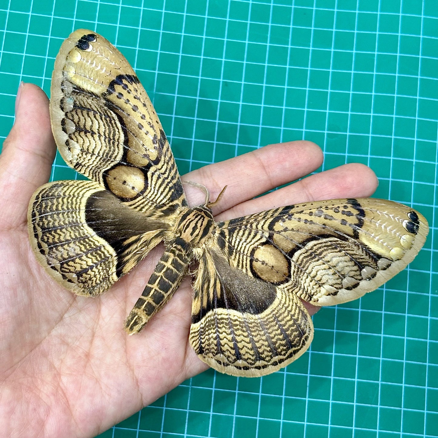 Brown Brahmin Moth, Moth Taxidermy Open wings, Real Insect Entomology Display, Décor