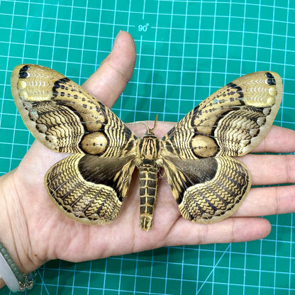 Brown Brahmin Moth, Moth Taxidermy Open wings, Real Insect Entomology Display, Décor
