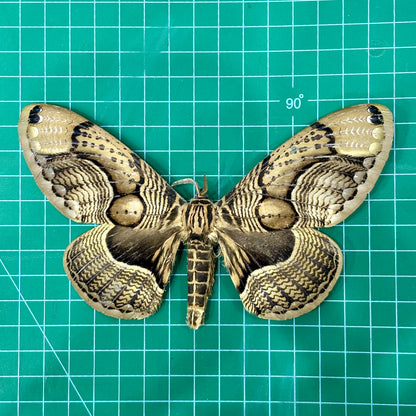Brown Brahmin Moth, Moth Taxidermy Open wings, Real Insect Entomology Display, Décor