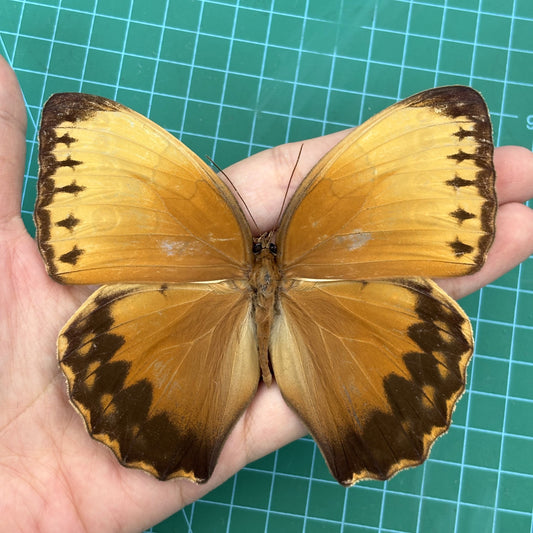 Real Orange Jungle Queen Butterfly Specimen, Unmounted Dried Butterfly, Natural Insect Collectible