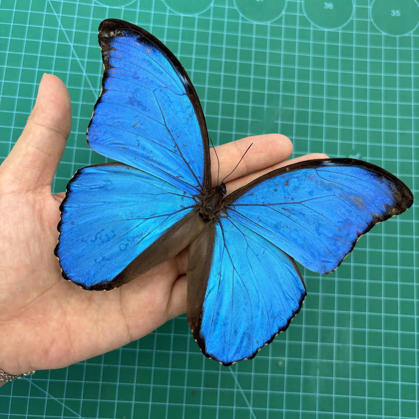 Morpho Didius Butterfly - Real Blue Morpho Butterfly Specimen Spread Mounted Taxidermy for Display
