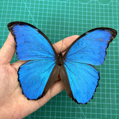 Morpho Didius Butterfly - Real Blue Morpho Butterfly Specimen Spread Mounted Taxidermy for Display