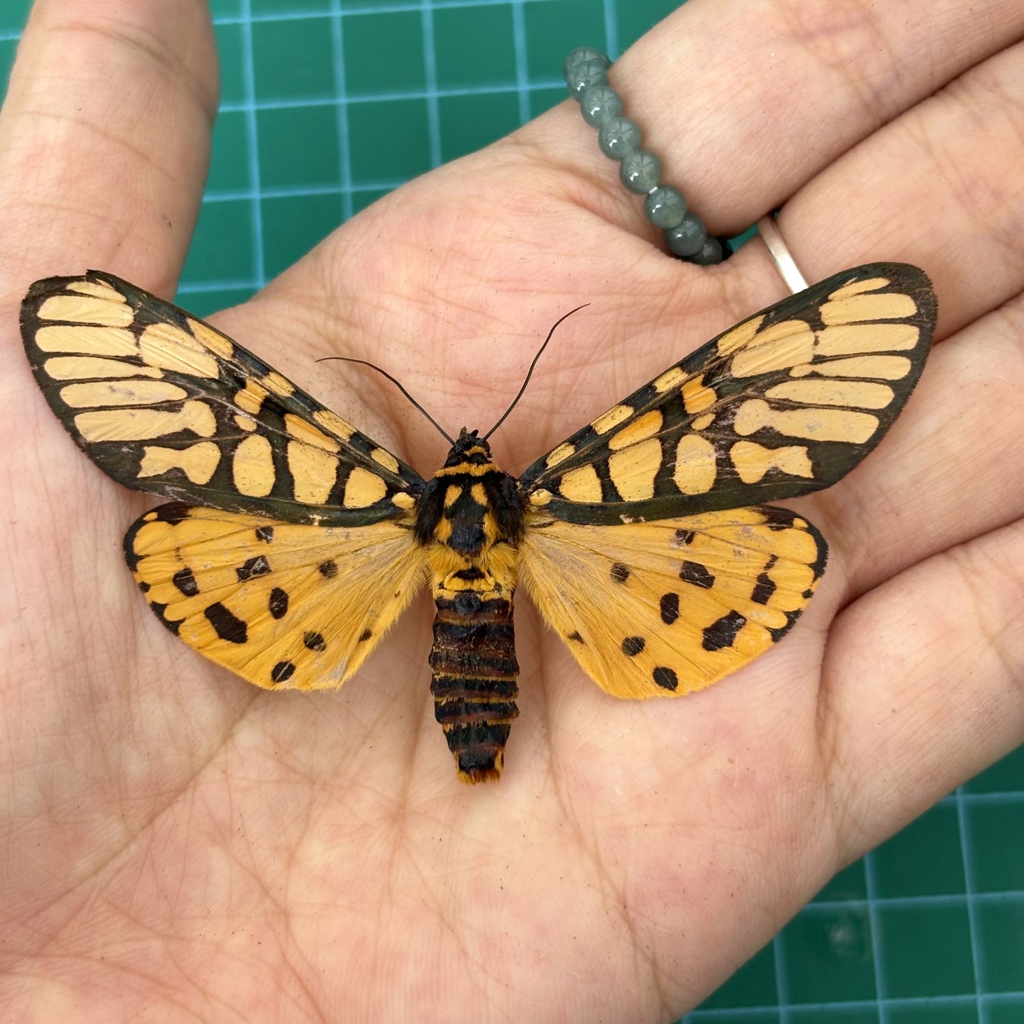 Real Yellow Tiger Moth Specimen, Moth Taxidermy Open wings, Insect Entomology Display, Decor