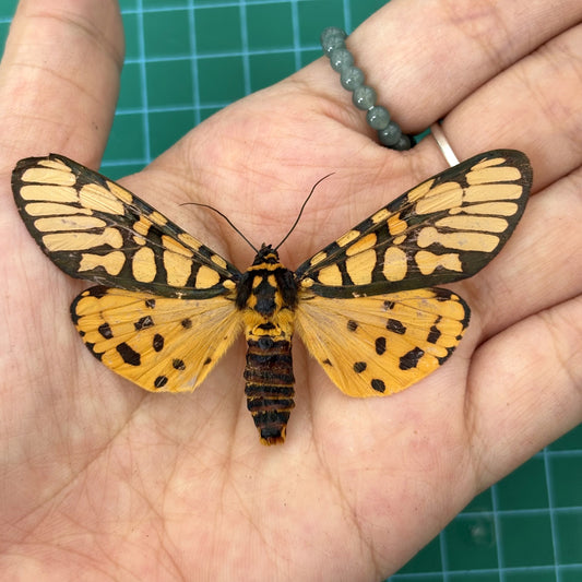 Real Yellow Tiger Moth Specimen, Moth Taxidermy Open wings, Insect Entomology Display, Decor