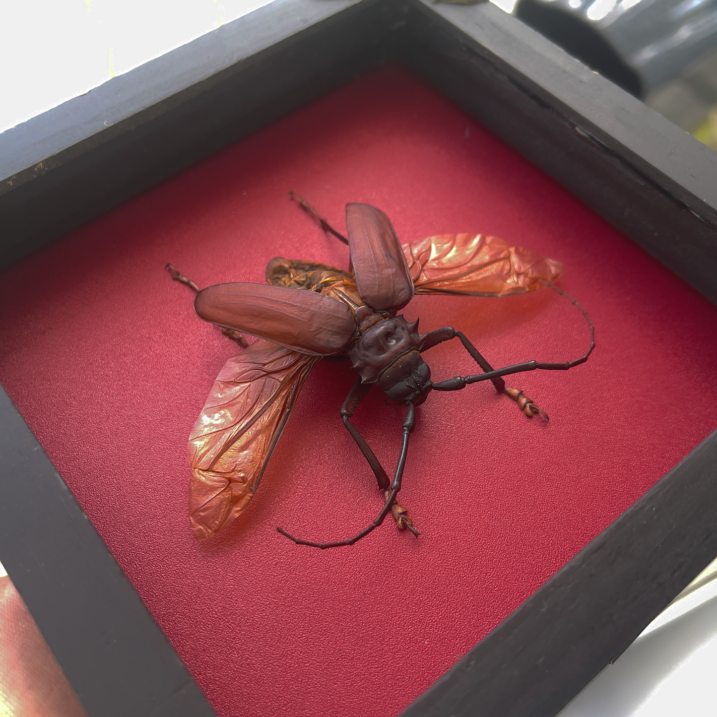 Framed Giant Longhorn Beetle, Real Insect Bug Artwork, Gothic Home Decor and Oddities Wall Display